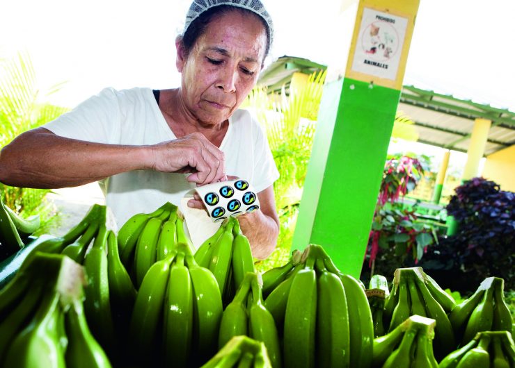 https://www.fairtradeamerica.org/app/uploads/2021/08/Bananas_Dominican-Republic_Organic-bananas-labeled-with-Fairtrade-Mark-at-BANELINO_2008_449-aspect-ratio-740-530.jpg