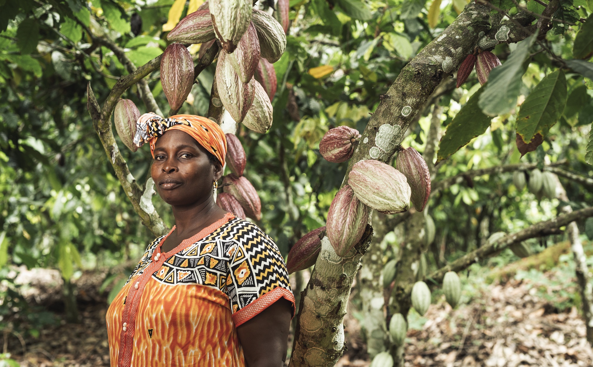 New study shows higher for Fairtrade cocoa farmers Fairtrade