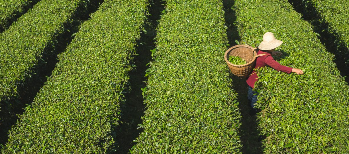 Woman in red with a broad hat and basket on her back picks tea in Fairtrade certified field in China.