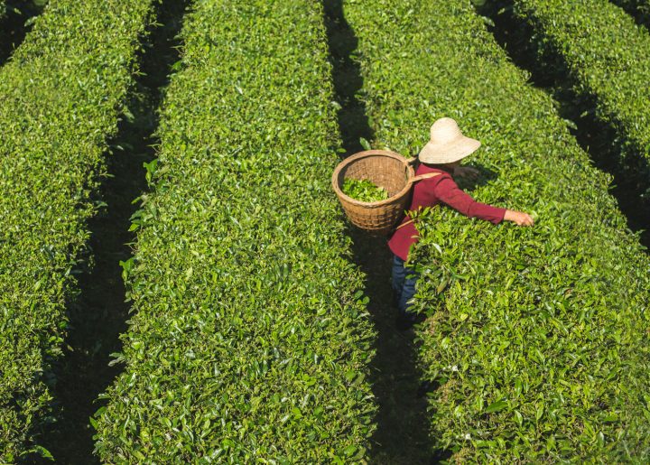 Woman in red with a broad hat and basket on her back picks tea in Fairtrade certified field in China.