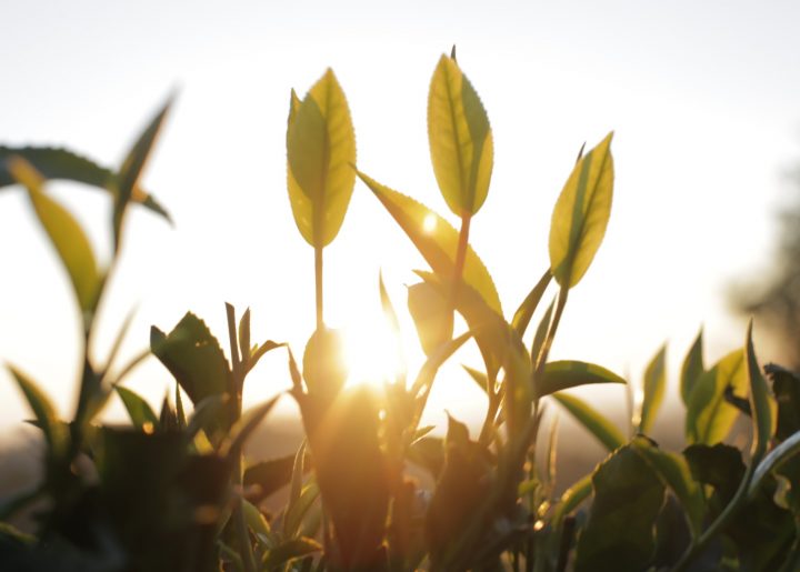 A golden sun rises behind tea leaves in India.