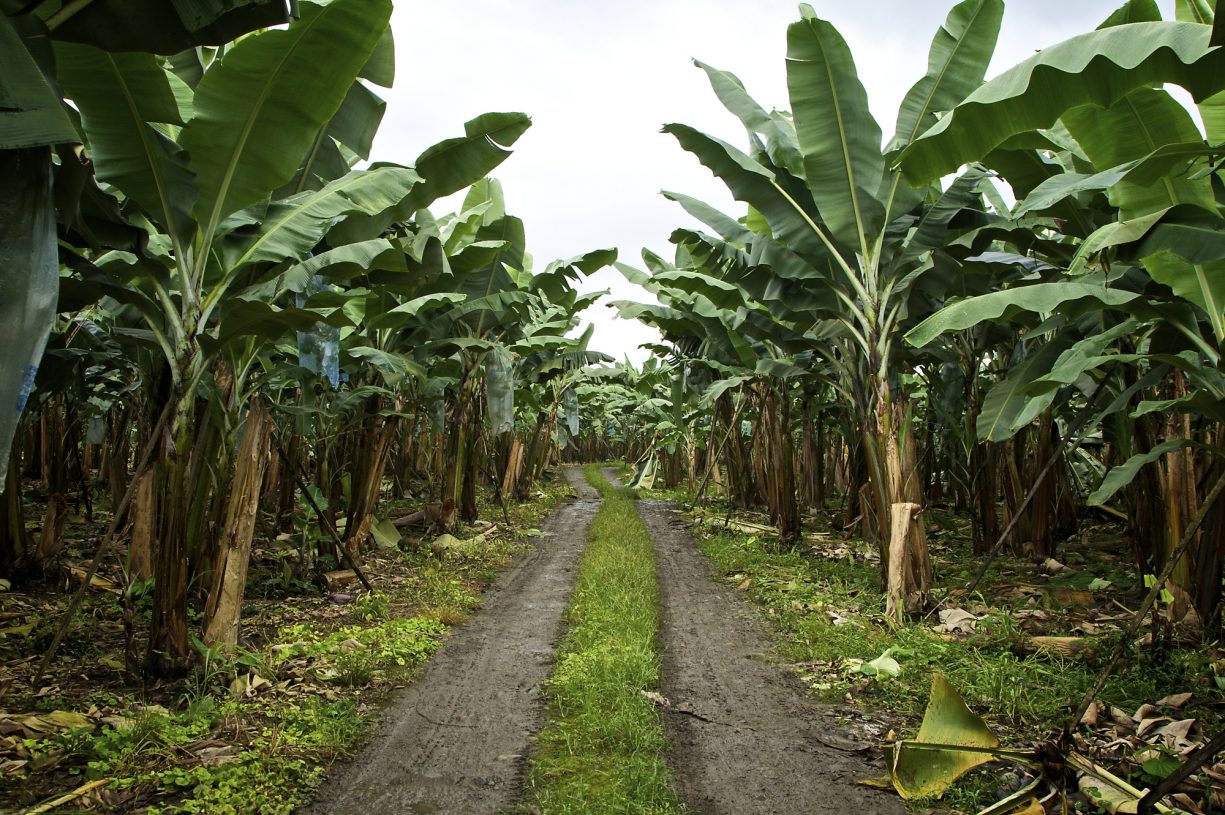 Banana trees with a road running between them