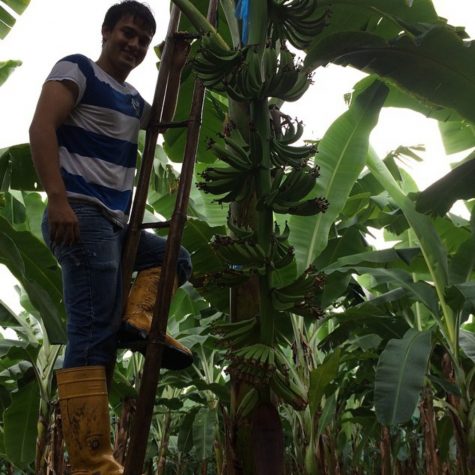 Fairtrade banana farmer, Johnny climbing a ladder to harvest green bananas on his Fairtrade certified farm in Ecuador.