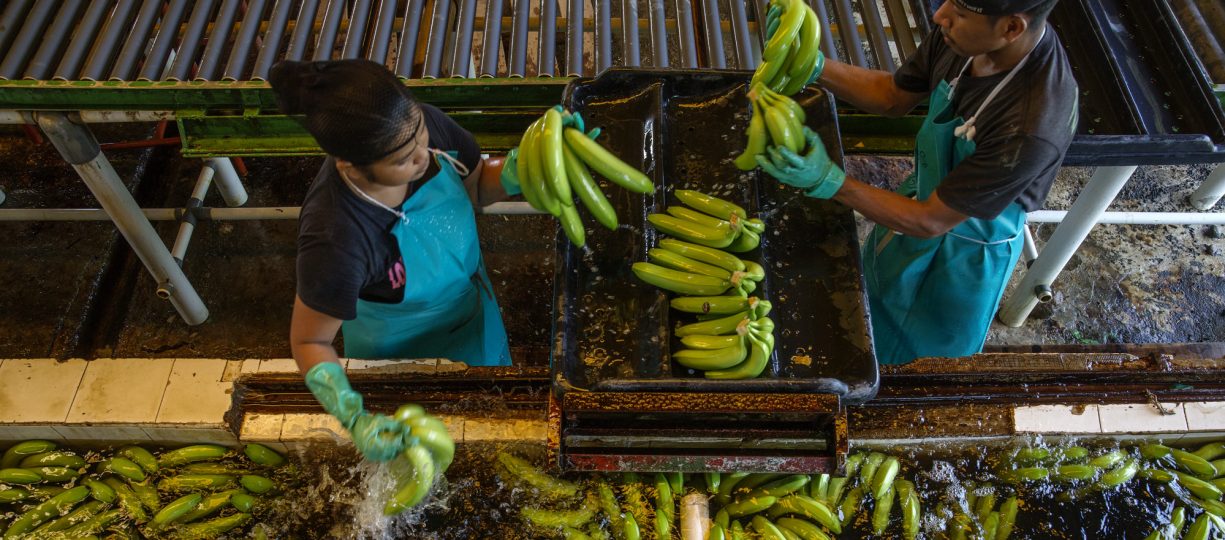 Banana workers in panama stacking green bananas.