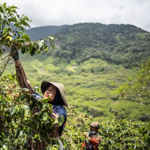 Coffee_farmer_Mardiana Mandasari_Indonesia_2021_FI_FLO28568