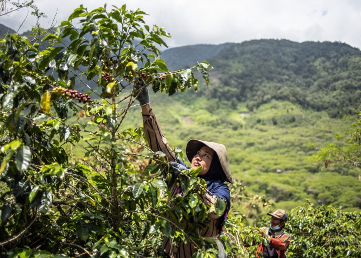 Coffee_farmer_Mardiana Mandasari_Indonesia_2021_FI_FLO28568