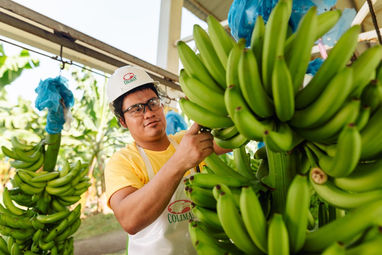 Banana worker inspecting bunch of green bananas