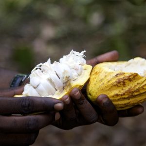 Open cocoa pod from Ghana