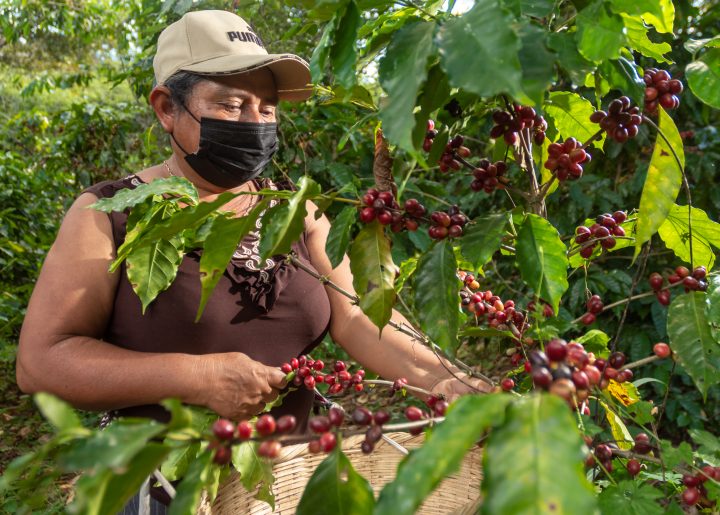 Anna Gutierrez - Coffee producer in Peru