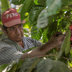 Coffee farmer in Peru