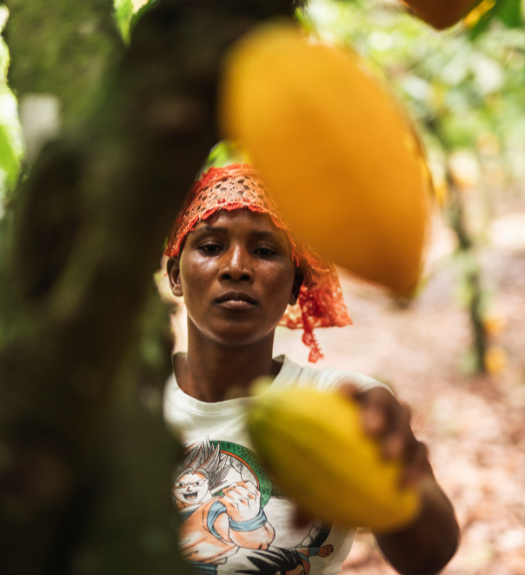 Cacao farmer in Cote d'Ivoire