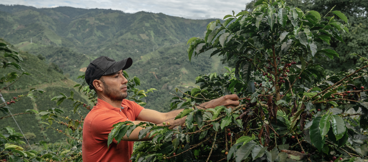 Coffee Farmer Jhon Quevedo in Colombia