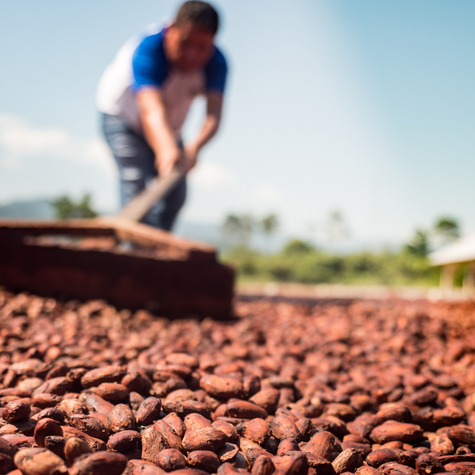Farmer drying cocoa