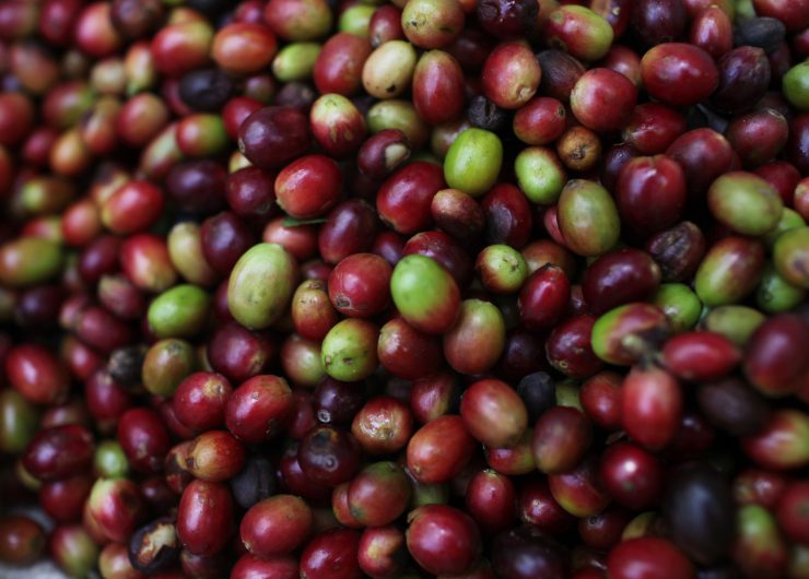 Close up of ripe coffee cherries