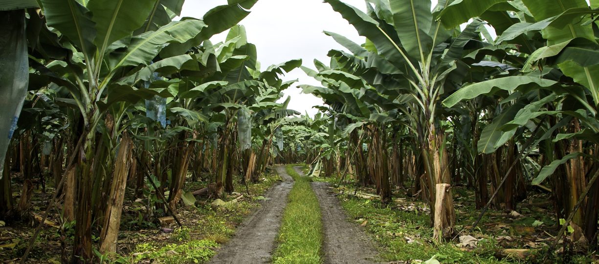 Banana trees with a road running between them