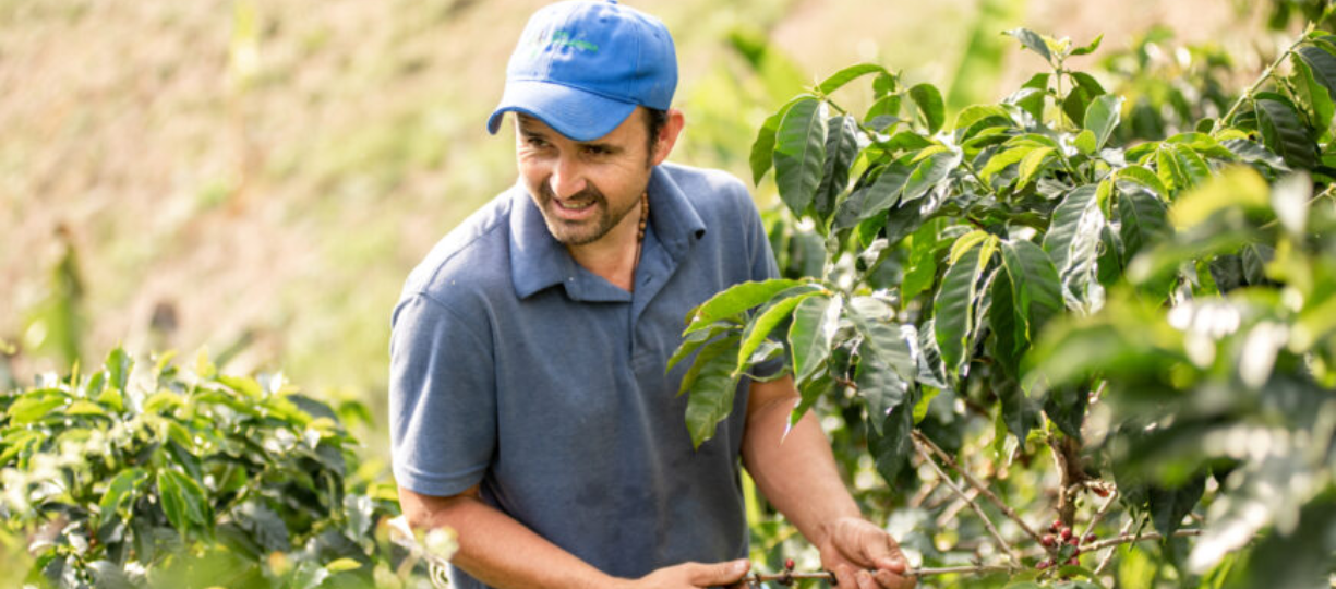 Columbian Coffee farmer harvesting coffee cherries
