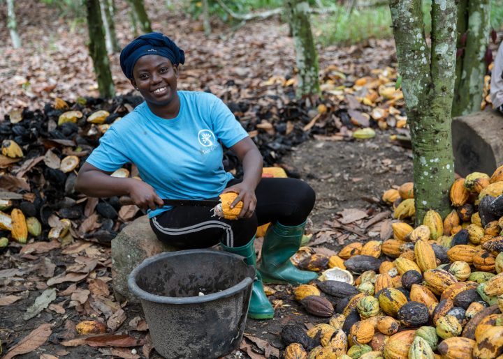 Deborah Osei-Mensah harvesting cacao