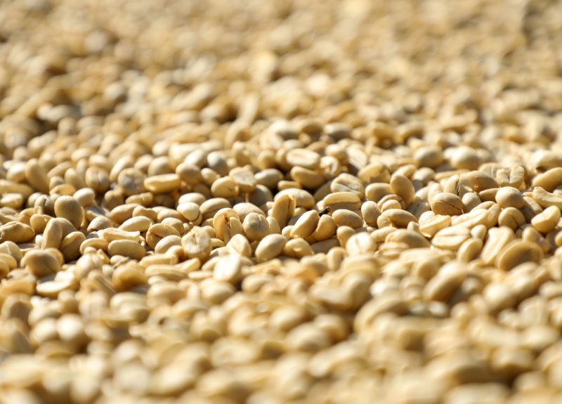 Fairtrade coffee drying