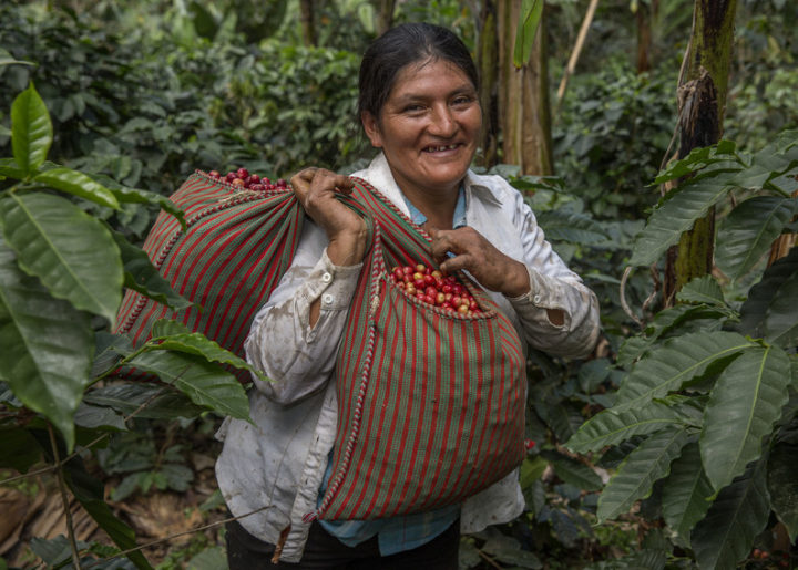 Felicita Castilla working at her coffee farm in San Miguel del Faique, Piura, Peru.