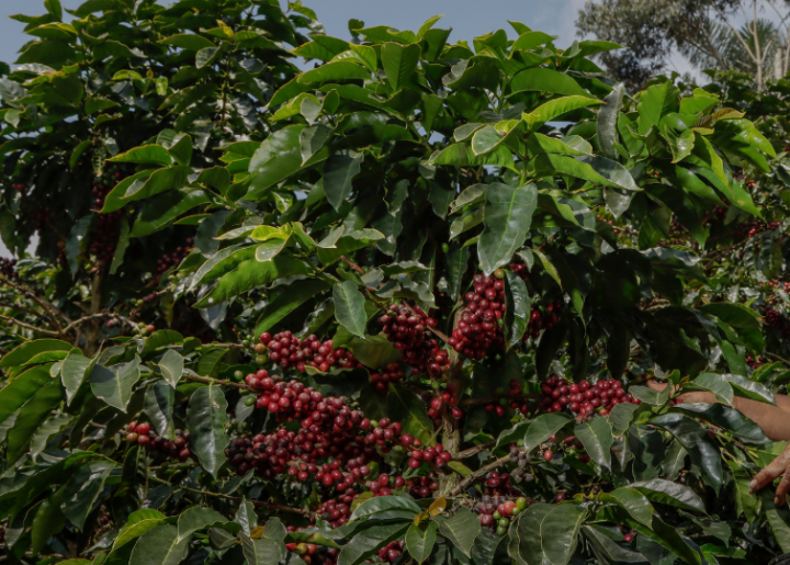 Coffee farmer Linda Choque Aprocafe