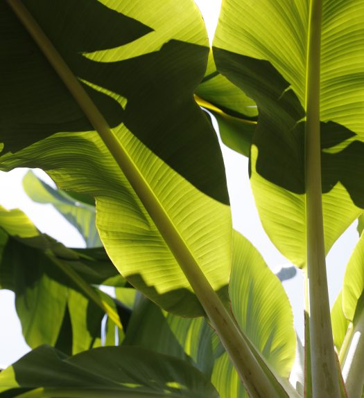 Close up of large banana leaves