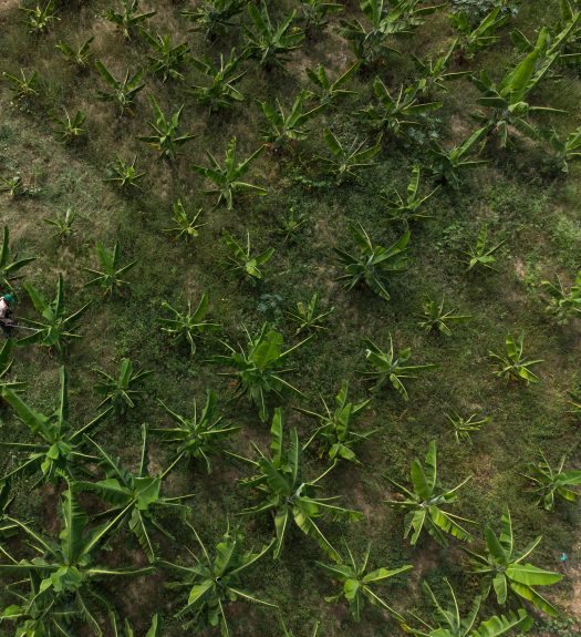 Aerial view of a banana farm in Peru