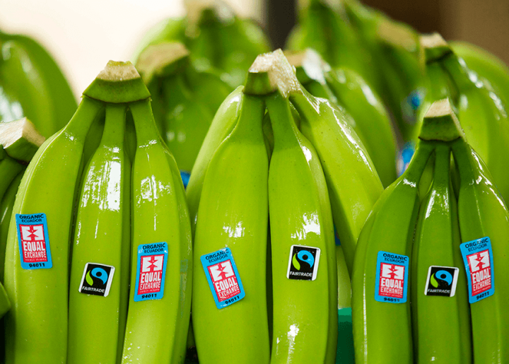 Bunches of yellow-green bananas with Equal Exchange and Fairtrade stickers.