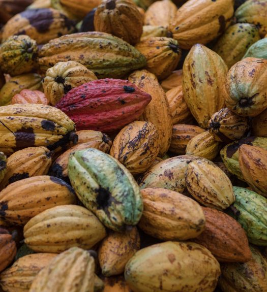 Close up of cocoa pods in Ghana