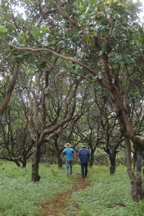 Two farmers walk amid a grove of trees.
