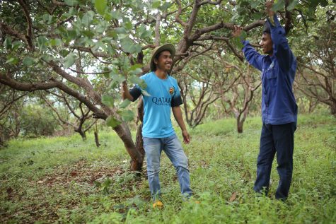 Two farmers stand amid a large cashew tree.