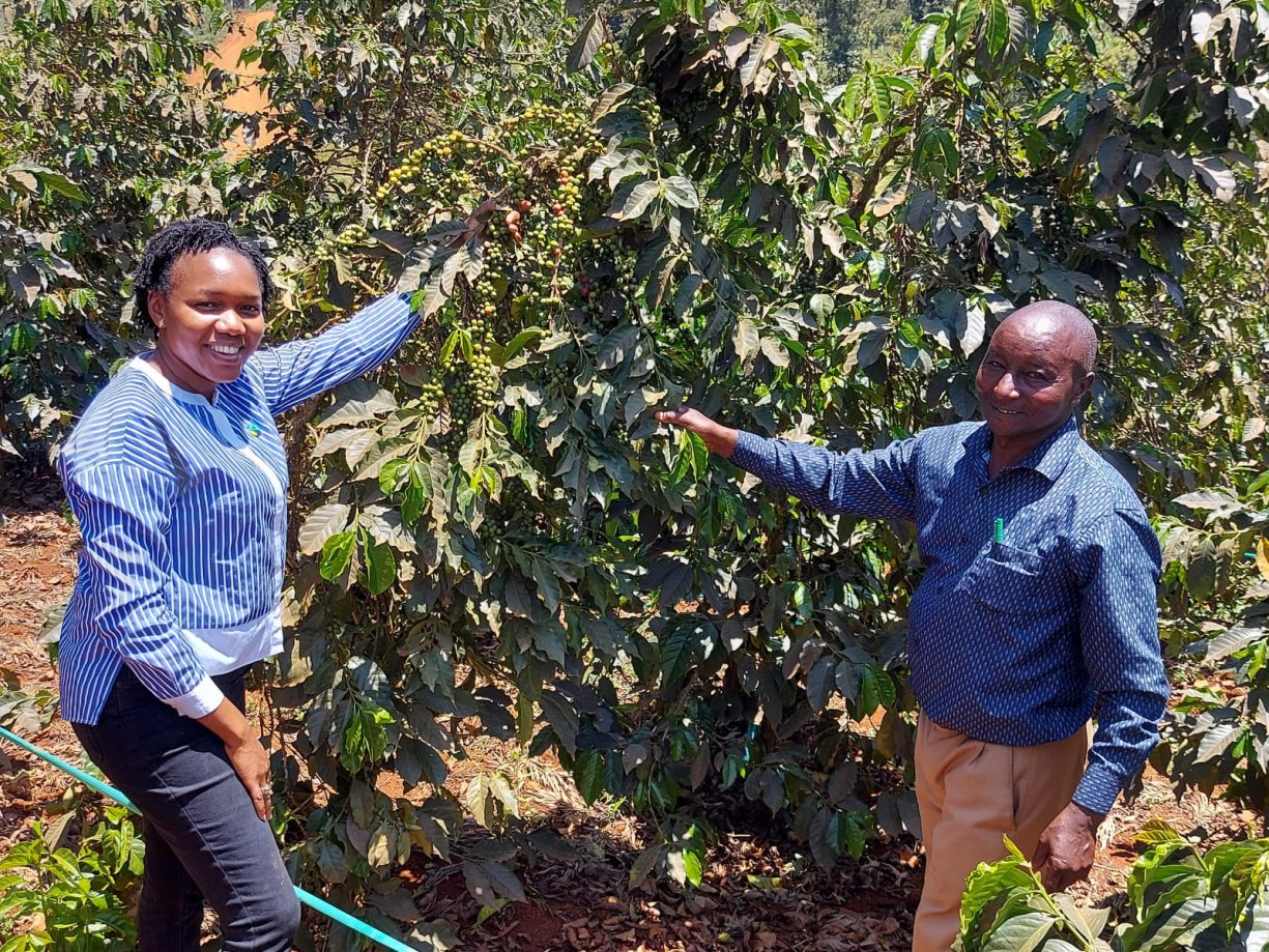 Faith Muthoni stands next to a robust coffee bush alongside a coffee farmer.