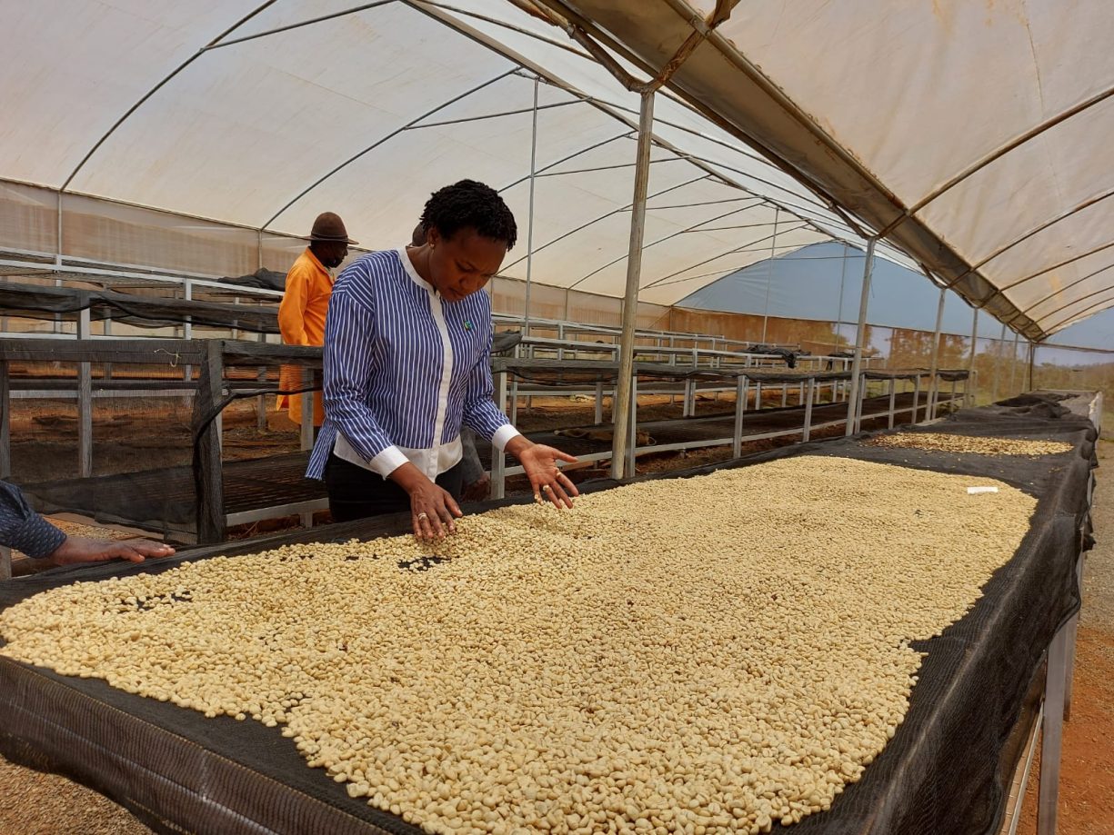 Faith Muthoni reviews green coffee beans drying inside a greenhouse.