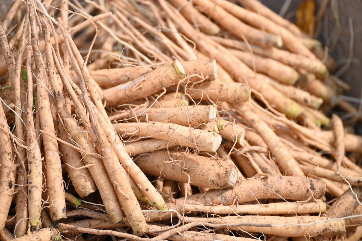 A pile of freshly harvested Ashwagandha root.