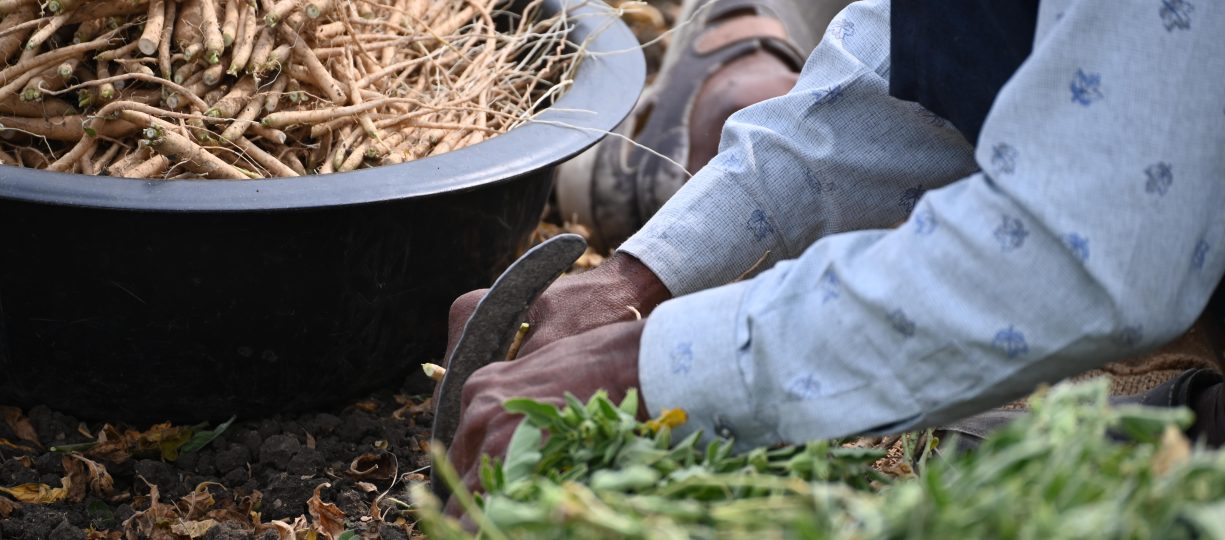 A farmer separates the roots from the leaves of Ashwagandha.