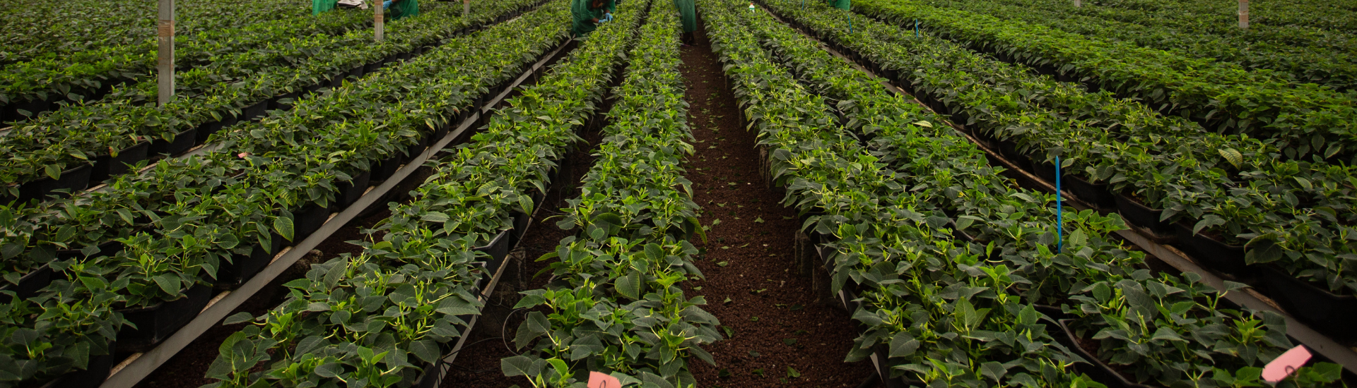 Rows of Poinsettas